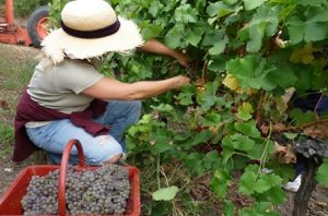 Viticulture Œnologie et Agroéquipement 2